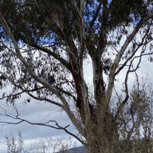 Eucalyptus rubida subsp. rubida at Namadgi National Park - 13 Oct 2023