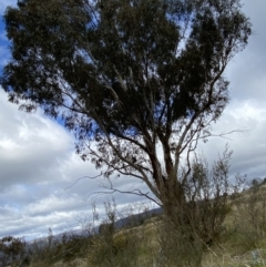 Eucalyptus rubida subsp. rubida at Namadgi National Park - 13 Oct 2023 04:10 PM