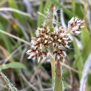 Luzula meridionalis at Namadgi National Park - 13 Oct 2023