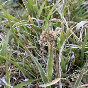 Luzula meridionalis at Namadgi National Park - 13 Oct 2023