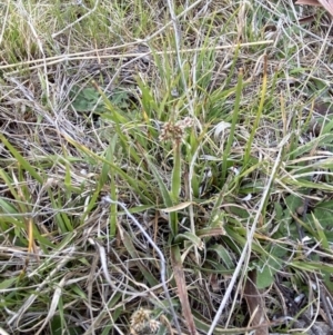 Luzula meridionalis at Namadgi National Park - 13 Oct 2023