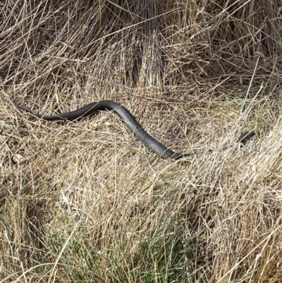 Austrelaps ramsayi (Highlands Copperhead) at Rendezvous Creek, ACT - 13 Oct 2023 by Tapirlord