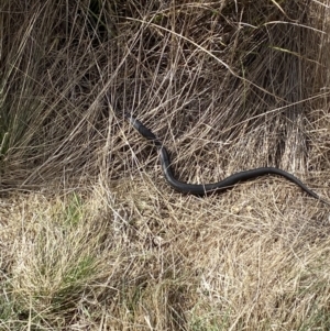 Austrelaps ramsayi at Namadgi National Park - 13 Oct 2023 03:49 PM