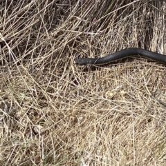 Austrelaps ramsayi at Namadgi National Park - 13 Oct 2023 03:49 PM