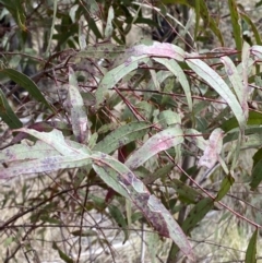 Eucalyptus viminalis subsp. viminalis (Manna Gum) at Namadgi National Park - 13 Oct 2023 by Tapirlord