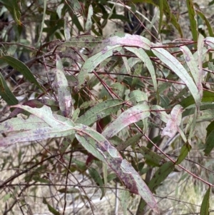 Eucalyptus viminalis subsp. viminalis at Namadgi National Park - 13 Oct 2023
