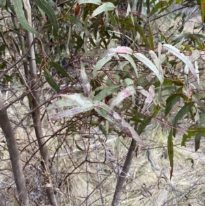Eucalyptus viminalis subsp. viminalis at Namadgi National Park - 13 Oct 2023