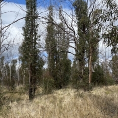 Eucalyptus viminalis subsp. viminalis at Namadgi National Park - 13 Oct 2023