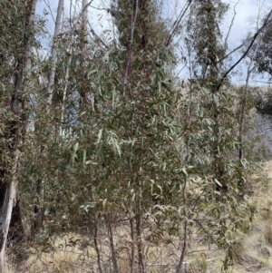 Eucalyptus viminalis subsp. viminalis at Namadgi National Park - 13 Oct 2023