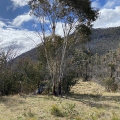 Eucalyptus pauciflora subsp. pauciflora (White Sally, Snow Gum) at Rendezvous Creek, ACT - 13 Oct 2023 by Tapirlord