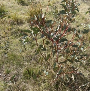 Eucalyptus pauciflora subsp. pauciflora at Namadgi National Park - 13 Oct 2023