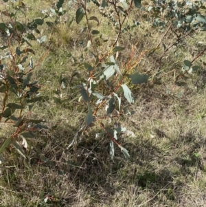 Eucalyptus pauciflora subsp. pauciflora at Namadgi National Park - 13 Oct 2023 03:23 PM