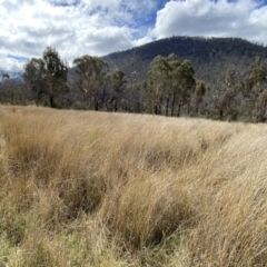 Carex tereticaulis (Poongort) at Namadgi National Park - 13 Oct 2023 by Tapirlord