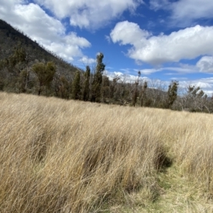 Carex tereticaulis at Namadgi National Park - 13 Oct 2023