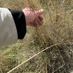 Carex tereticaulis at Namadgi National Park - 13 Oct 2023