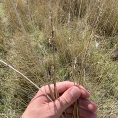 Carex tereticaulis at Namadgi National Park - 13 Oct 2023