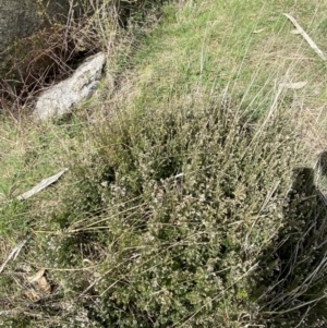 Acrothamnus hookeri at Namadgi National Park - 13 Oct 2023