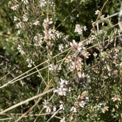 Acrothamnus hookeri at Namadgi National Park - 13 Oct 2023