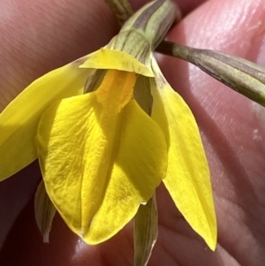 Diuris subalpina at Namadgi National Park - suppressed