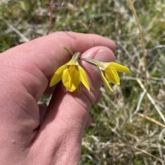 Diuris subalpina at Namadgi National Park - suppressed