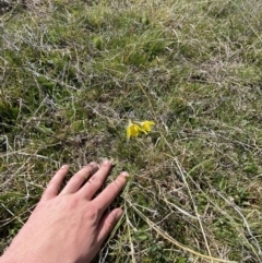 Diuris subalpina at Namadgi National Park - suppressed