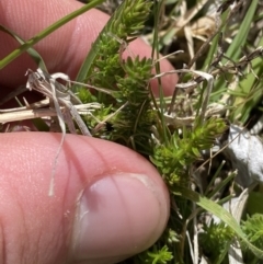 Asperula conferta (Common Woodruff) at Namadgi National Park - 13 Oct 2023 by Tapirlord