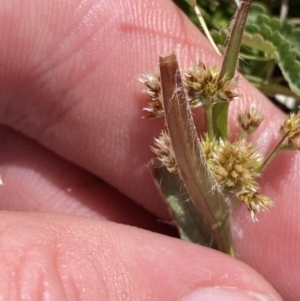 Luzula meridionalis at Namadgi National Park - 13 Oct 2023