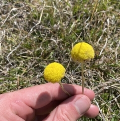 Craspedia variabilis (Common Billy Buttons) at Rendezvous Creek, ACT - 13 Oct 2023 by Tapirlord