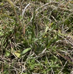 Craspedia variabilis at Namadgi National Park - suppressed