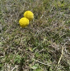 Craspedia variabilis at Namadgi National Park - 13 Oct 2023