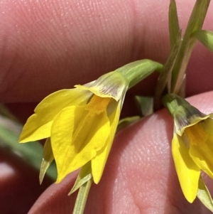 Diuris subalpina at Namadgi National Park - suppressed