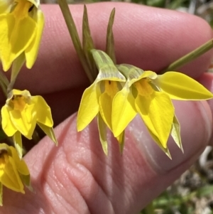 Diuris subalpina at Namadgi National Park - suppressed