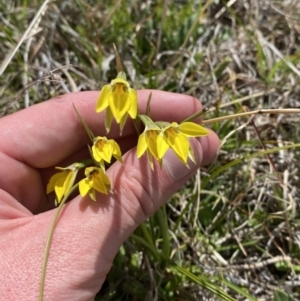 Diuris subalpina at Namadgi National Park - suppressed