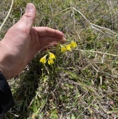 Diuris subalpina at Namadgi National Park - suppressed