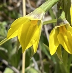 Diuris subalpina at Namadgi National Park - suppressed