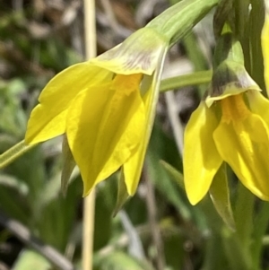 Diuris subalpina at Namadgi National Park - suppressed