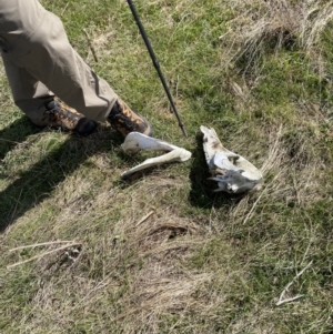 Sus scrofa at Namadgi National Park - suppressed