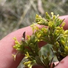 Pimelea curviflora var. gracilis (Curved Rice-flower) at Rendezvous Creek, ACT - 13 Oct 2023 by Tapirlord