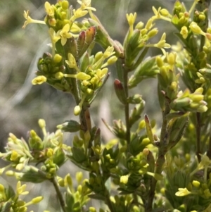 Pimelea curviflora var. gracilis at Namadgi National Park - 13 Oct 2023 02:03 PM