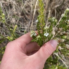 Epacris breviflora (Drumstick Heath) at Namadgi National Park - 13 Oct 2023 by Tapirlord