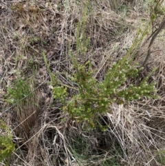 Epacris breviflora at Namadgi National Park - 13 Oct 2023 01:41 PM