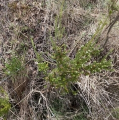 Epacris breviflora at Namadgi National Park - 13 Oct 2023