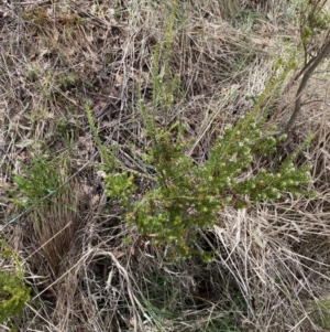 Epacris breviflora at Namadgi National Park - 13 Oct 2023