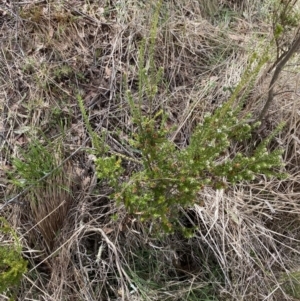 Epacris breviflora at Namadgi National Park - 13 Oct 2023 01:41 PM