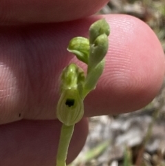 Hymenochilus bicolor (ACT) = Pterostylis bicolor (NSW) (Black-tip Greenhood) at Mount Taylor - 8 Oct 2023 by Tapirlord