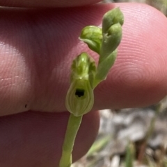 Hymenochilus bicolor (ACT) = Pterostylis bicolor (NSW) at Mount Taylor - suppressed