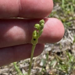 Hymenochilus bicolor (ACT) = Pterostylis bicolor (NSW) at Mount Taylor - suppressed