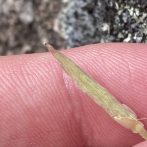 Oxalis exilis at Mount Taylor - 8 Oct 2023