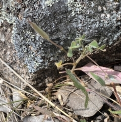 Oxalis exilis at Mount Taylor - 8 Oct 2023 11:38 AM