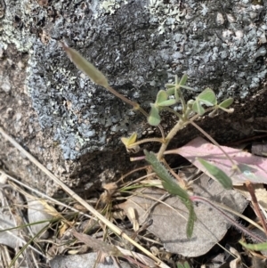 Oxalis exilis at Mount Taylor - 8 Oct 2023